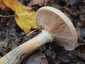 Gumós tuskógomba (Armillaria lutea), Balaton-felvidék